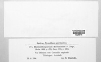 Alternaria bornmuelleri image